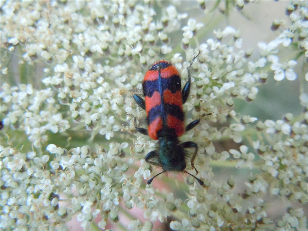 Trichodes alvearius